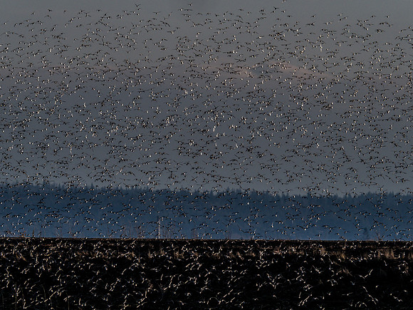 Skagit Valley 2-17-19-8