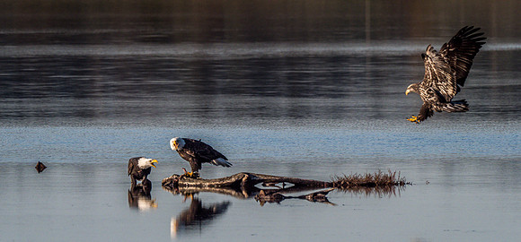 Eagles @ Whidbey Island 11-18-18-5