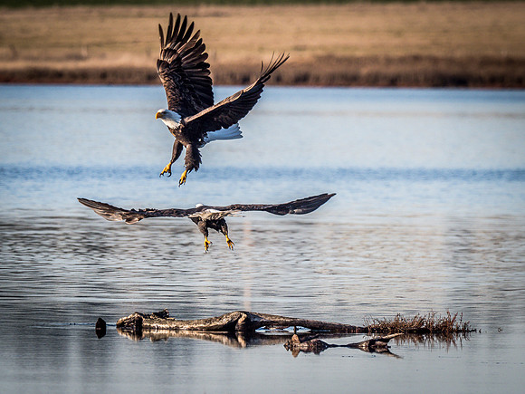 Eagles @ Whidbey Island 11-18-18-26