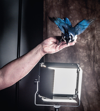 The Falconer with Olympus Cameras @ Kenmore Camera 2-2-19-53