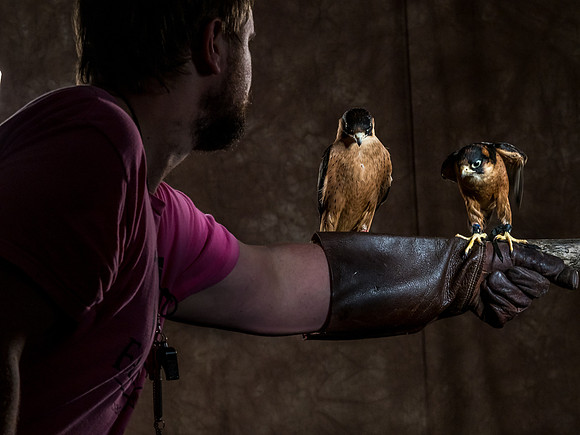 The Falconer with Olympus Cameras @ Kenmore Camera 2-2-19-17