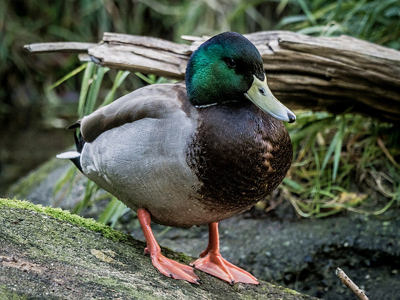 Woodland Park Zoo 11-18-18-10