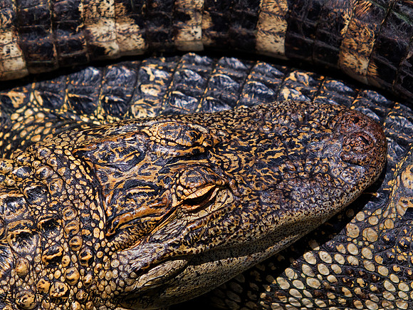 Alligators-2