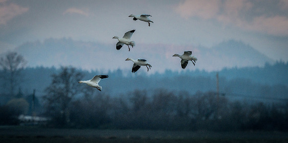 Snow Geese @ The Skagit Valley 12-2-18-19