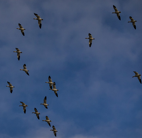 Snow Geese_-7