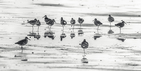 Cape Cod Wildlife 2018 Set 1-40