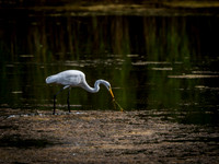 Cape Cod Wildlife 2018 Set 1-27