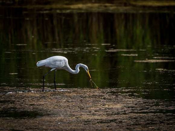 Cape Cod Wildlife 2018 Set 1-27