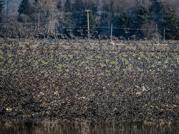 Skagit Valley 1-13-19-10