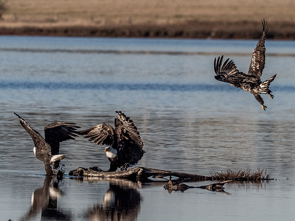 Eagles @ Whidbey Island 11-18-18-18
