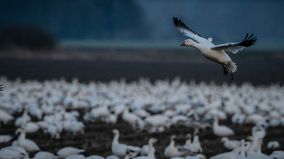 Snow Geese @ The Skagit Valley 12-2-18-27