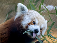 Woodland Park Zoo 2-13--22
