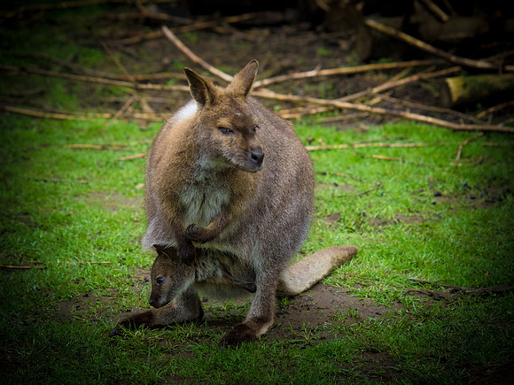 The Arlington Kangaroo Farm_-15