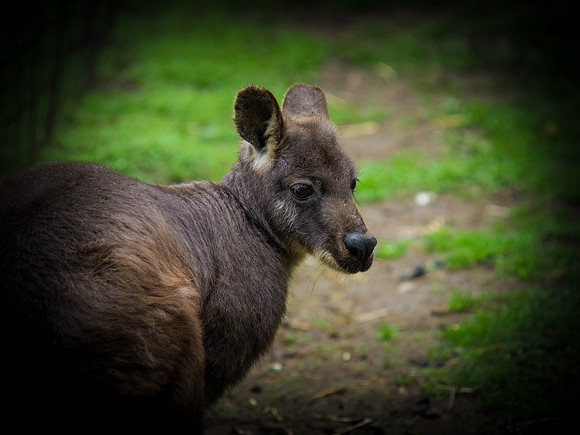The Arlington Kangaroo Farm_-29