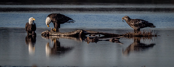 Eagles @ Whidbey Island 11-18-18-6