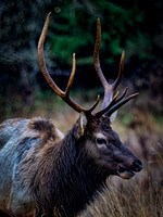 Elk on the Olympic Peninsula 11-26-20