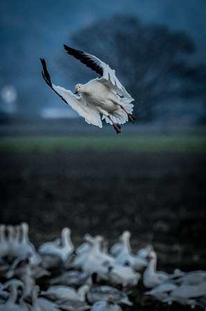 Snow Geese @ The Skagit Valley 12-2-18-18