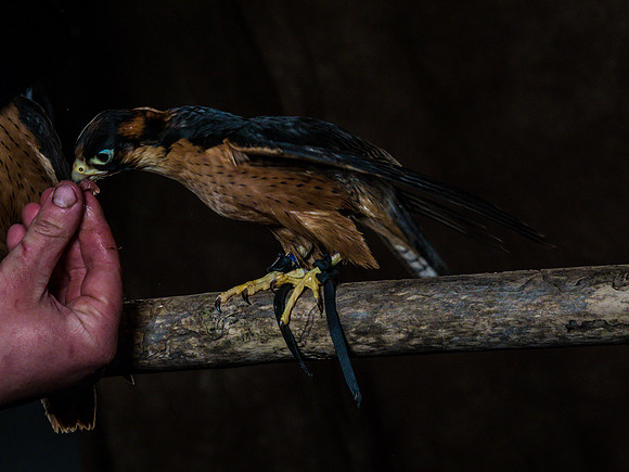 The Falconer with Olympus Cameras @ Kenmore Camera 2-2-19-14