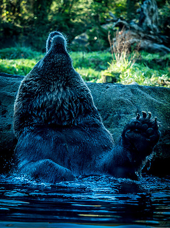 Woodland Park Zoo 11-18-18-41