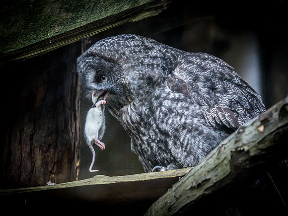 Woodland Park Zoo 11-18-18-44