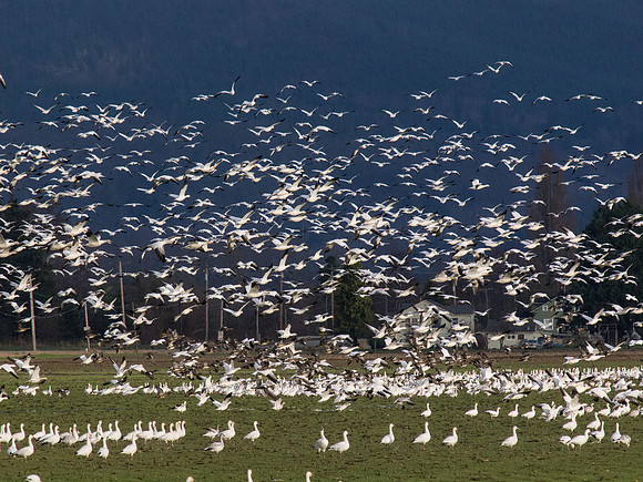Snow Geese_-4