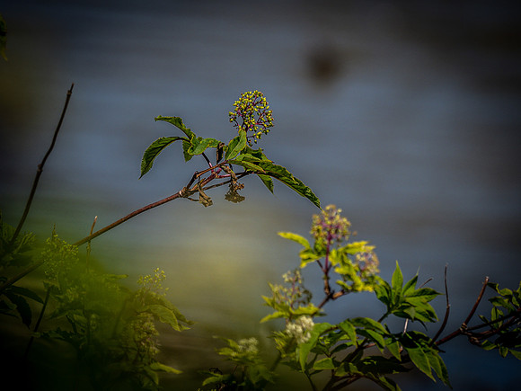 George C. Reifel Bird Sanctuary 5-7-19-15