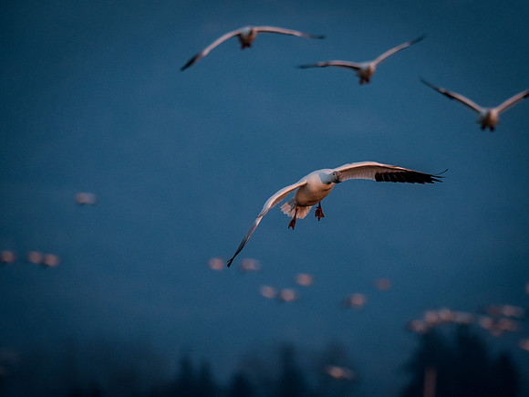 Snow Geese @ The Skagit Valley 12-2-18-21