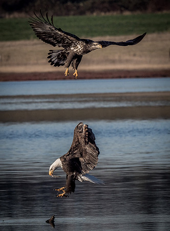 Eagles @ Whidbey Island 11-18-18-11