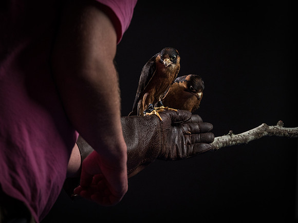 The Falconer with Olympus Cameras @ Kenmore Camera 2-2-19-27
