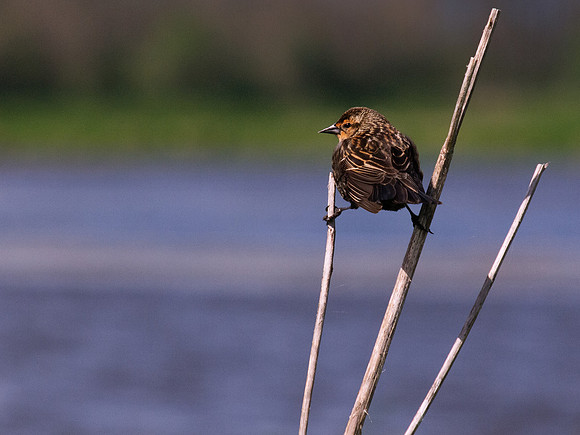 Ridgefield Wildlife Refuge