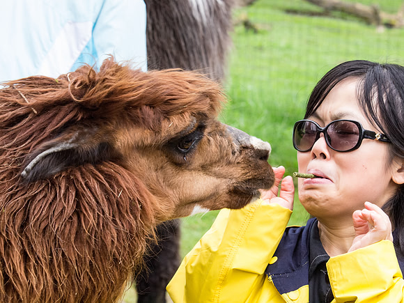 The Arlington Kangaroo Farm_-44