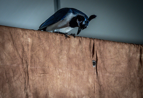 The Falconer with Olympus Cameras @ Kenmore Camera 2-2-19-60