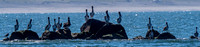 Pelicans and Random Pictures  9-6-20 Set 1
