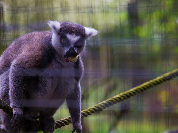 The Arlington Kangaroo Farm_-6