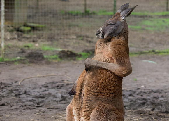 The Arlington Kangaroo Farm_-22