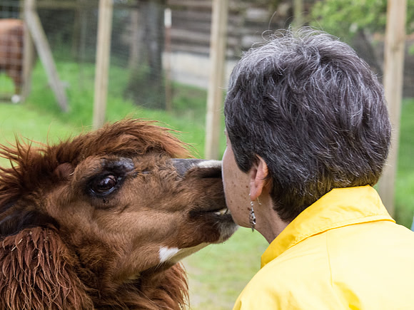 The Arlington Kangaroo Farm_-43