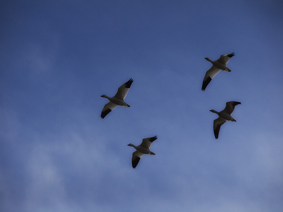 Snow Geese_-10