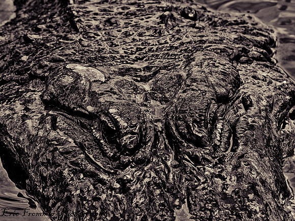 Alligators-16