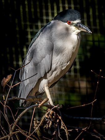 Woodland Park Zoo 11-18-18-22