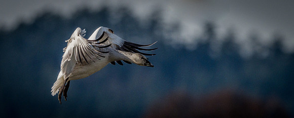 Skagit Valley Birds 11-11-18 (24 of 26)