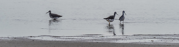 Cape Cod Wildlife 2018 Set 1-42
