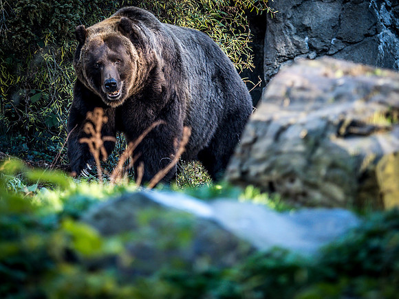 Woodland Park Zoo 11-18-18-37