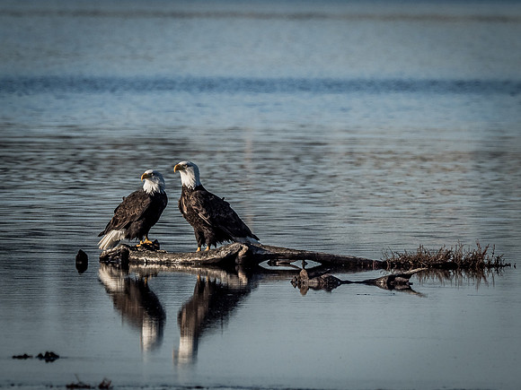 Eagles @ Whidbey Island 11-18-18-24