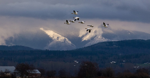 Snow Geese_-13