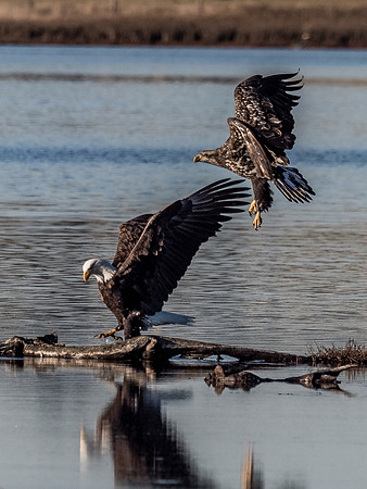 Eagles @ Whidbey Island 11-18-18-22