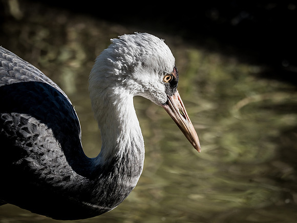 Woodland Park Zoo 11-18-18-16