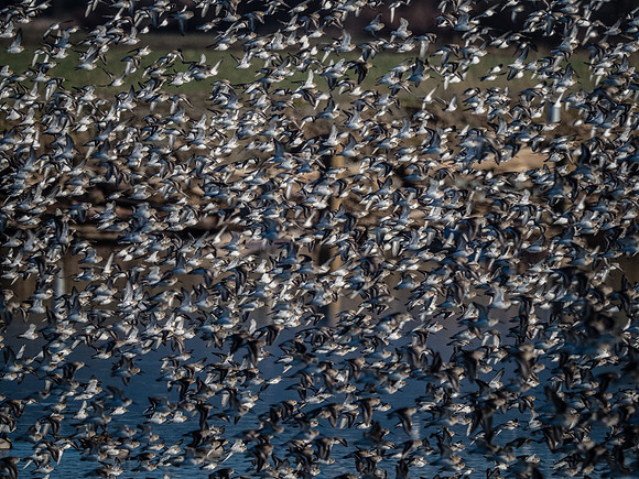 Skagit Valley 1-13-19-26