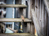 Cape Cod Wildlife 2018 Set 1-4