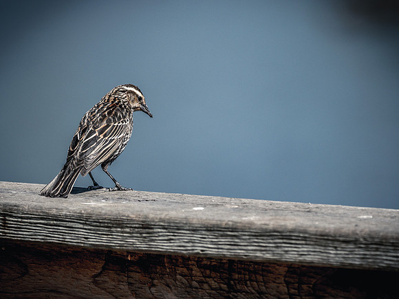 George C. Reifel Bird Sanctuary 5-7-19-2