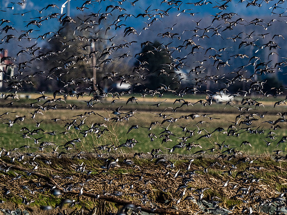 Skagit Valley 1-13-19-30